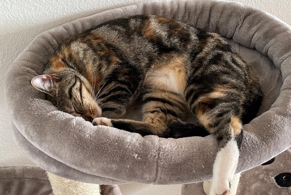 Vermisstmeldung Katze rassenmischung Weiblich , 1 jahre Lausanne Schweiz