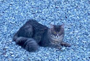 Fundmeldung Katze Unbekannt , 4 Jahre Pont-la-Ville Schweiz