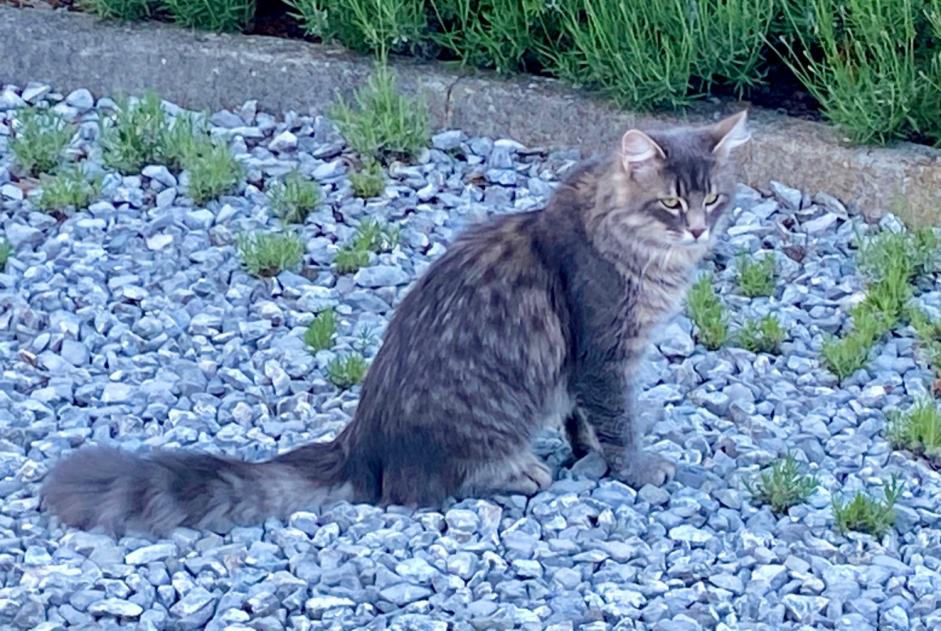 Fundmeldung Katze Unbekannt , 4 Jahre Pont-la-Ville Schweiz