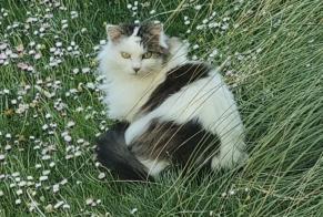 Vermisstmeldung Katze Weiblich , 11 jahre Denges Schweiz