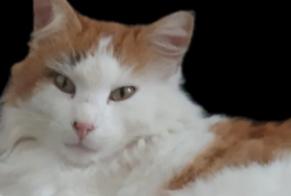 Vermisstmeldung Katze rassenmischung Männliche , 6 jahre Villaz Schweiz