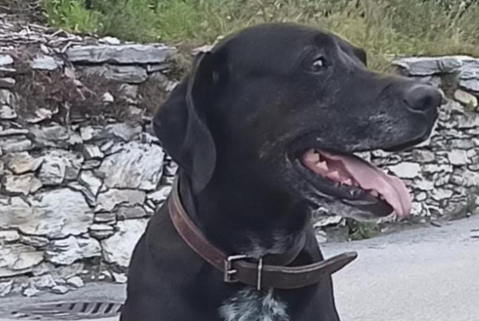 Vermisstmeldung Hund rassenmischung Weiblich , 6 jahre Conthey Schweiz