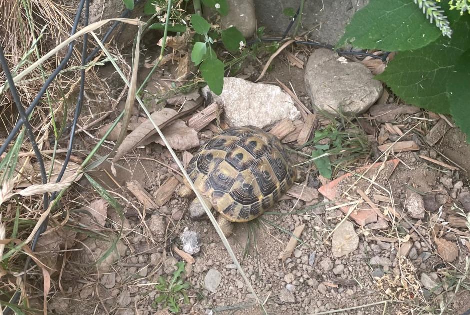 Fundmeldung Schildkröte Unbekannt Villaz Schweiz
