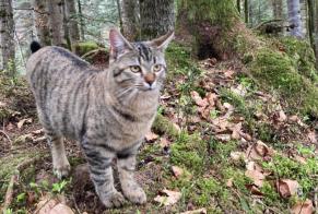 Vermisstmeldung Katze Weiblich , 1 jahre Châtel-Saint-Denis Schweiz