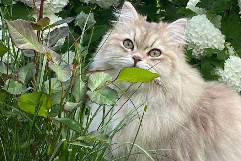 Vermisstmeldung Katze  Weiblich , 2 jahre Savièse Schweiz