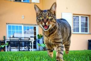 Fundmeldung Katze Unbekannt Saillon Schweiz