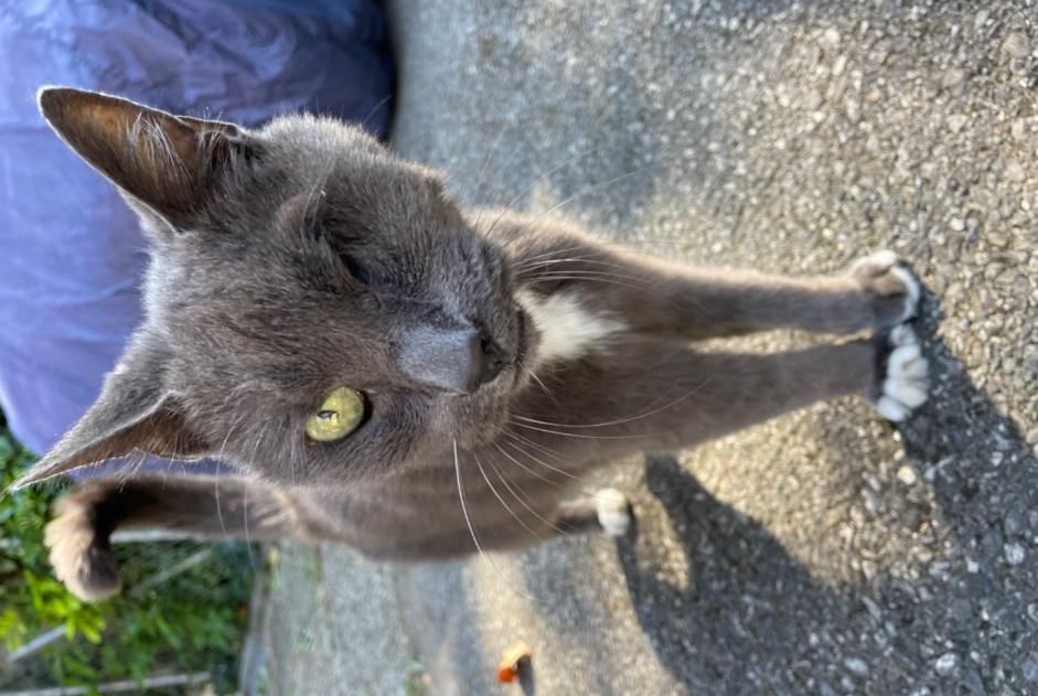 Fundmeldung Katze Unbekannt Bellevue Schweiz