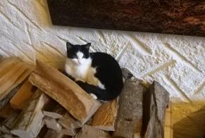 Vermisstmeldung Katze Weiblich , 3 jahre Forel (Lavaux) Schweiz