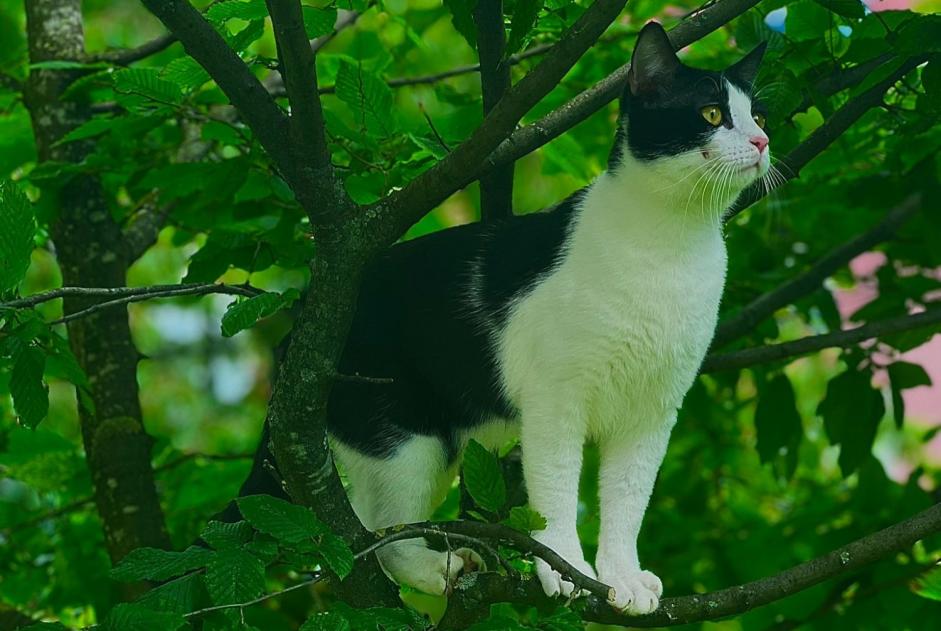 Vermisstmeldung Katze  Männliche , 1 jahre Ecublens Schweiz