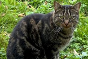 Fundmeldung Katze Unbekannt Savigny Schweiz