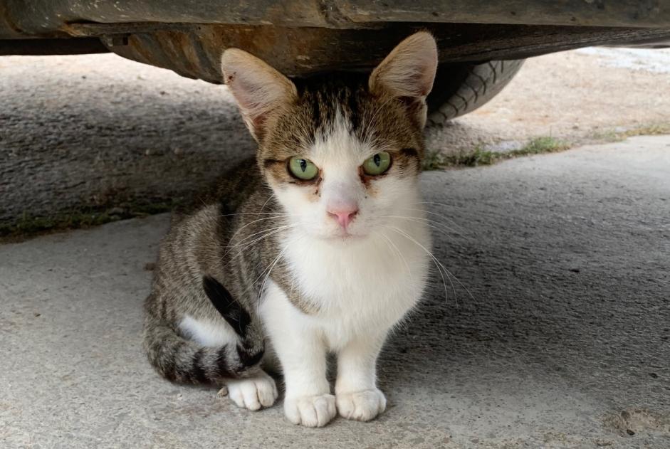 Fundmeldung Katze Unbekannt , Zwischen 4 und 6 Monaten Sainte-Croix Schweiz