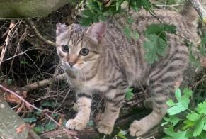 Fundmeldung Katze rassenmischung Männliche Carouge Schweiz