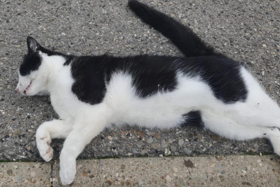 Fundmeldung Katze rassenmischung Unbekannt La Chaux-de-Fonds Schweiz