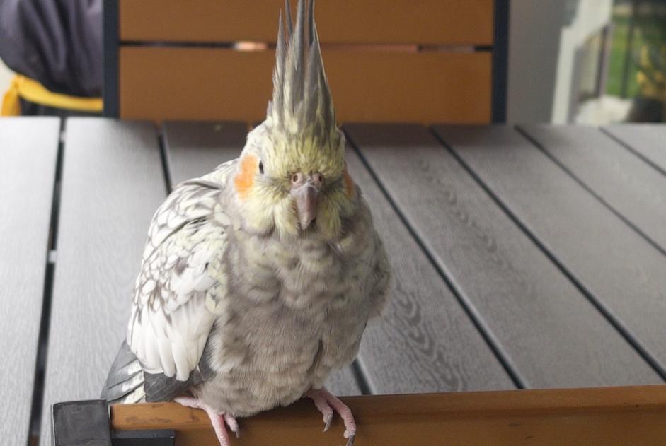 Fundmeldung Vogel Unbekannt Lucens Schweiz