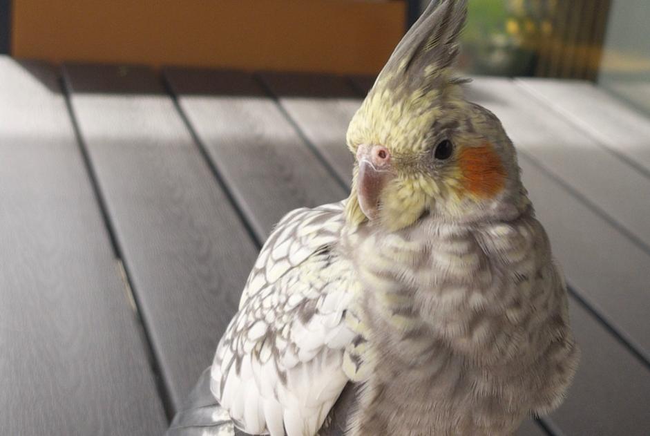 Fundmeldung Vogel Unbekannt Lucens Schweiz