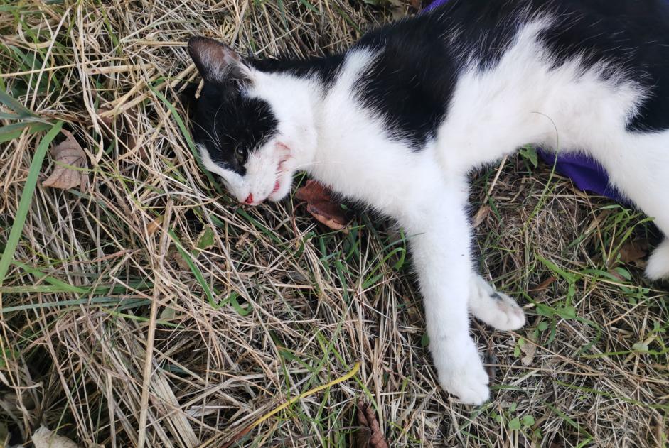 Fundmeldung Katze Männliche , 1 Jahr La Rippe Schweiz