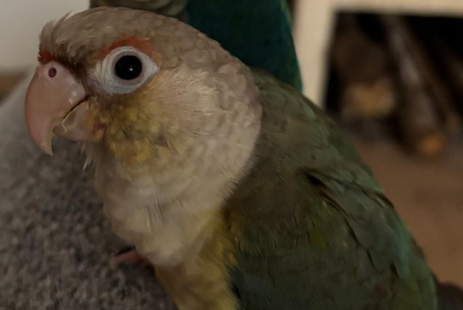 Vermisstmeldung Vogel Weiblich , 2025 jahre Échilleuses Frankreich