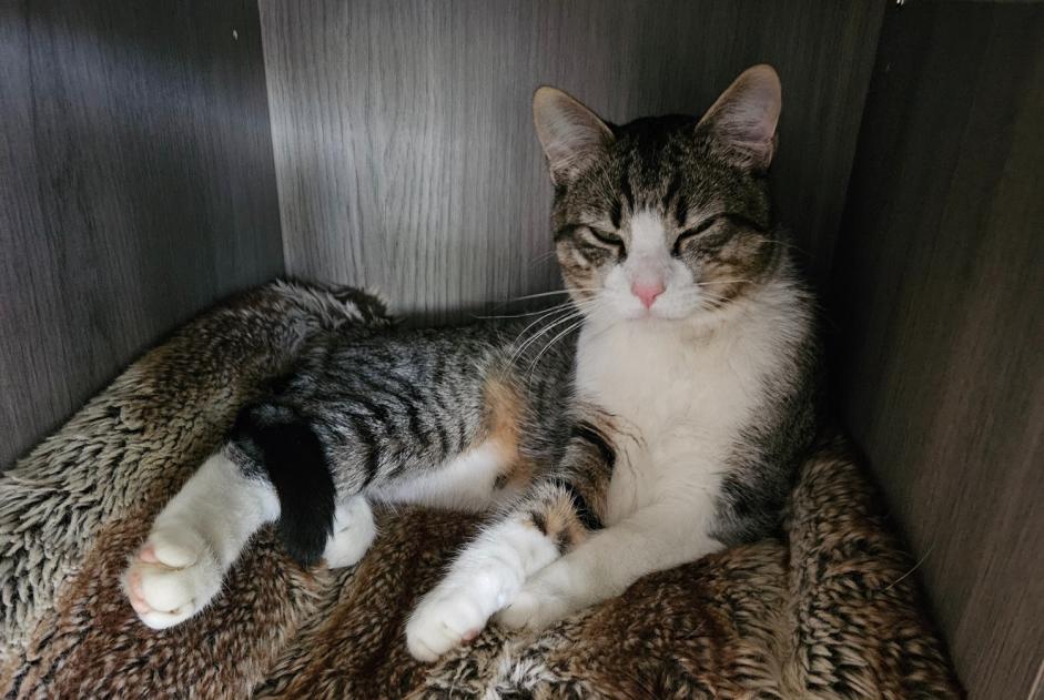 Vermisstmeldung Katze Männliche , 1 jahre Saint-Alban Frankreich