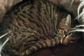 Vermisstmeldung Katze rassenmischung Männliche , 13 jahre Saint-Séverin-d'Estissac Frankreich