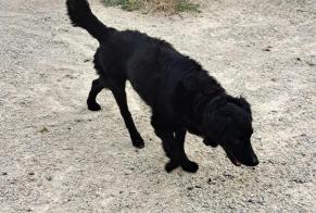 Fundmeldung Hund rassenmischung Männliche Les Sables-d'Olonne Frankreich