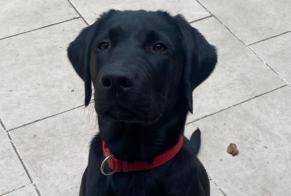 Vermisstmeldung Hund  Männliche , 1 jahre Ailly Frankreich