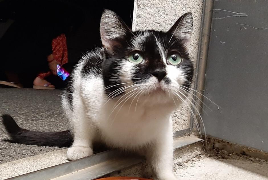 Disappearance alert Cat miscegenation Male , 3 years Toulouse France