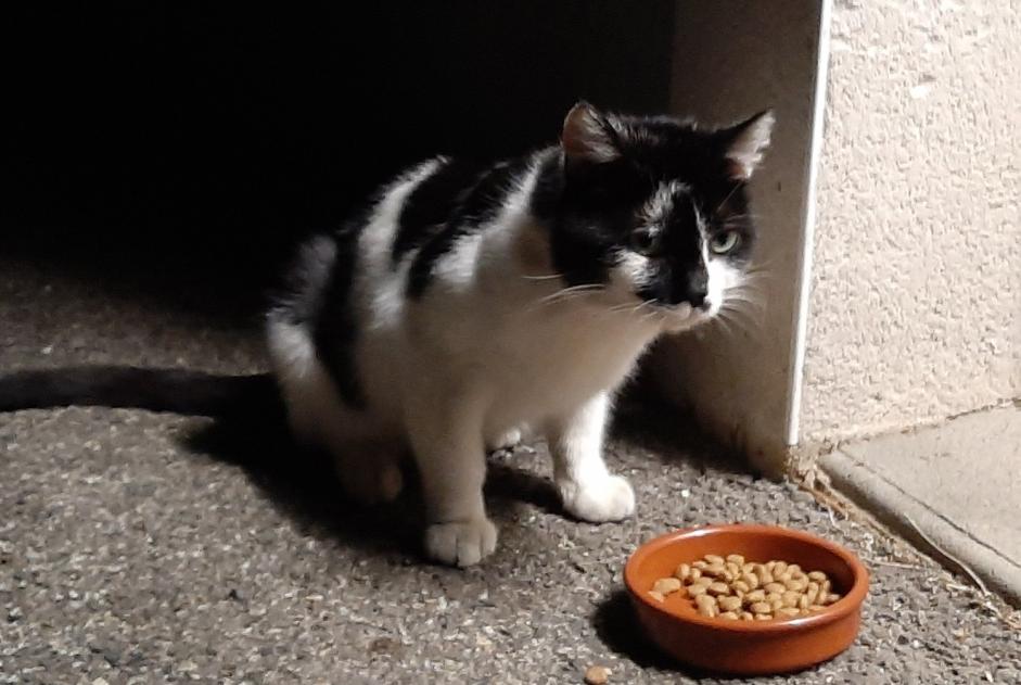 Disappearance alert Cat miscegenation Male , 3 years Toulouse France