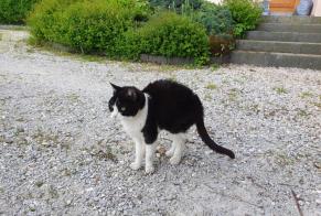 Discovery alert Cat Unknown La Brillaz Switzerland