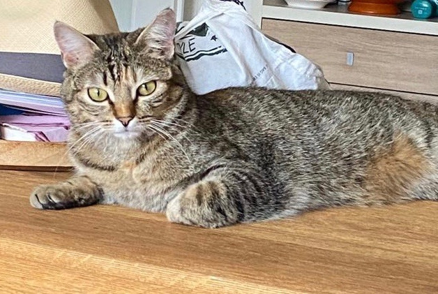 Disappearance alert Cat Female , 2 years Genève Switzerland