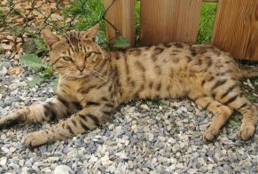 Discovery alert Cat Male Chalais Switzerland