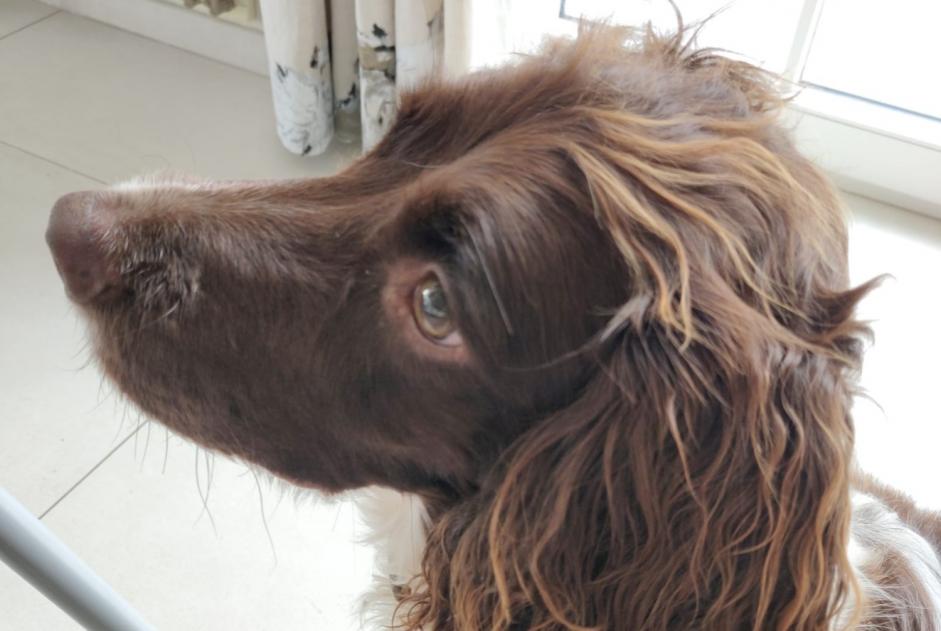 Disappearance alert Dog  Female , 6 years Crans-Montana Switzerland