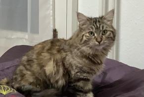 Disappearance alert Cat miscegenation Female , 1 years Lancy Switzerland