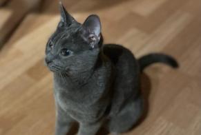 Disappearance alert Cat Female , 4 years Chavannes-près-Renens Switzerland