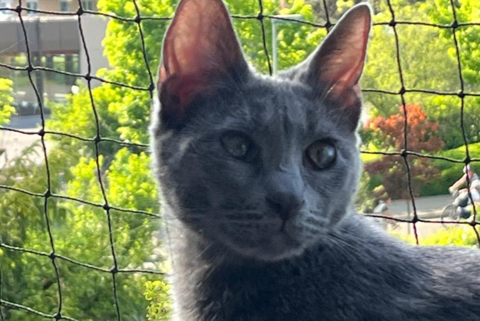 Disappearance alert Cat Female , 4 years Chavannes-près-Renens Switzerland