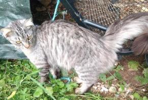 Discovery alert Cat miscegenation Male Croy Switzerland