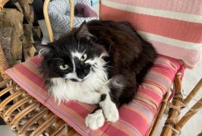 Disappearance alert Cat Female , 3 years Fey Switzerland