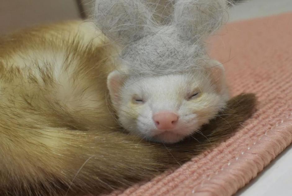 Disappearance alert Other ferret Male , 2024 years Veyrier Switzerland