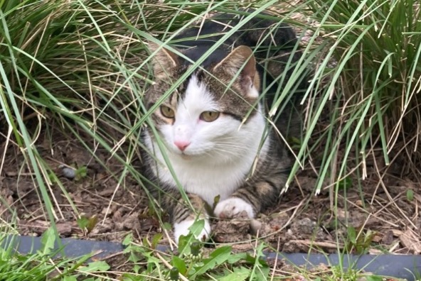 Disappearance alert Cat Male , 4 years Basel Switzerland