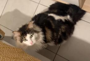 Disappearance alert Cat miscegenation Male , 2 years Toulouse France