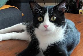 Disappearance alert Cat miscegenation Male , 2 years Paris France
