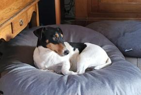 Disappearance alert Dog miscegenation Male , 5 years Coullons France