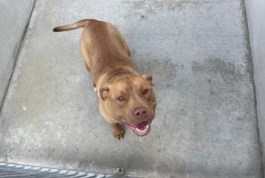 Discovery alert Dog miscegenation Male , 1 year Chapet France