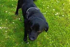 Disappearance alert Dog miscegenation Male , 4 years Huilly-sur-Seille France