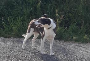 Discovery alert Dog miscegenation Female Saint-André-de-Roquelongue France