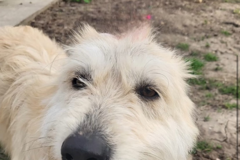 Disappearance alert Dog miscegenation Female , 3 years Saint-Marcel-lès-Valence France