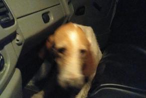 Discovery alert Dog Unknown , 6 years Busserolles France
