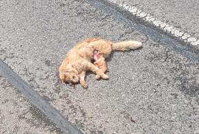Discovery alert Cat Unknown Moulis France