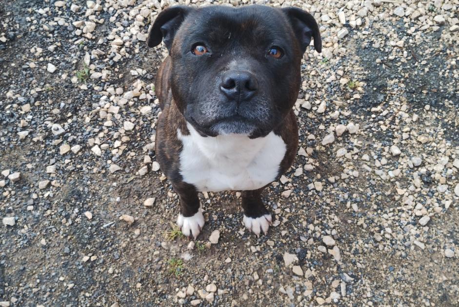 Discovery alert Dog  Male Saint-Front-sur-Lémance France