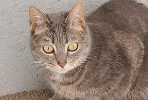 Disappearance alert Cat  Female , 8 years Puiseaux France