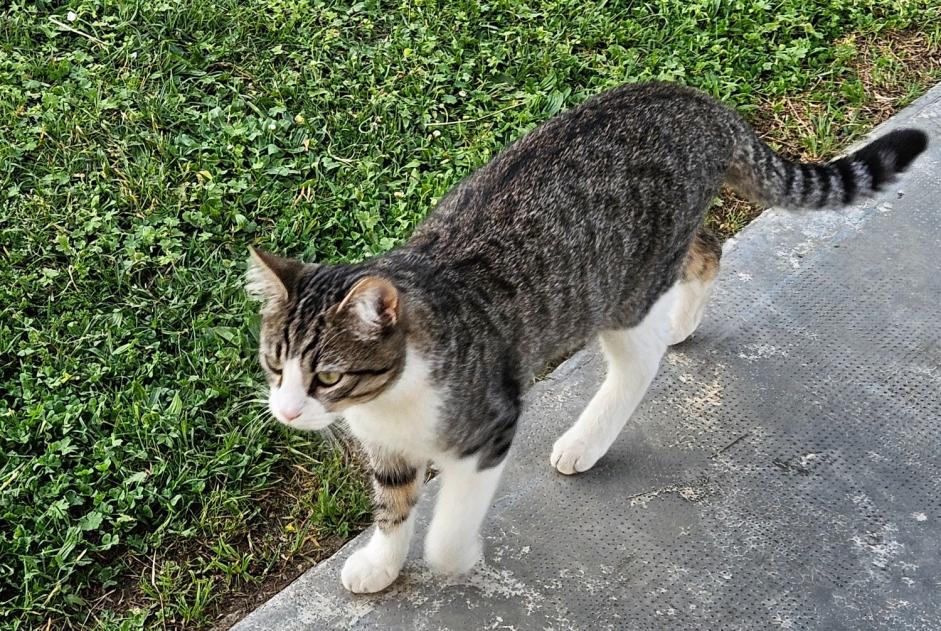 Disappearance alert Cat Male , 1 years Saint-Alban France